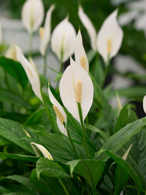 Plants to Improve Office Air Quality